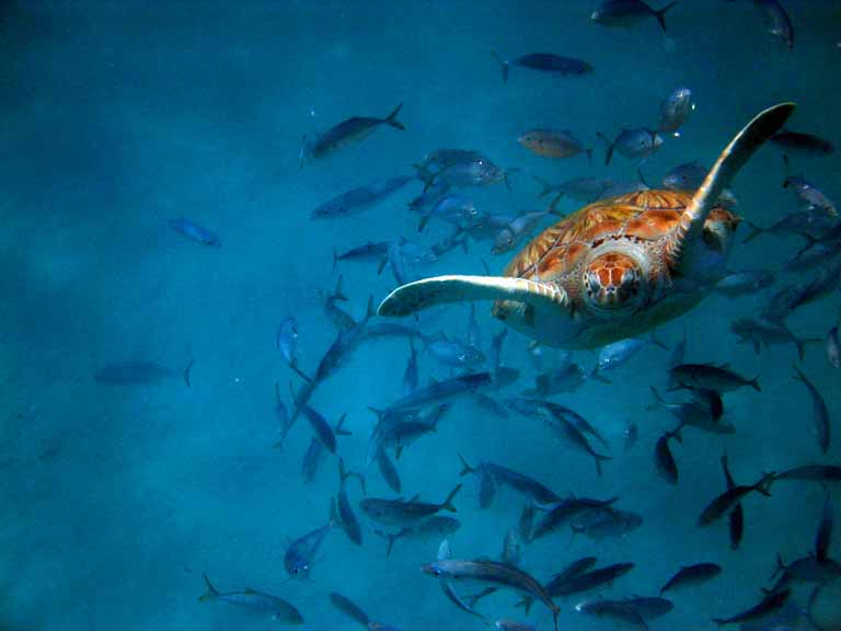 Swimming with turtles, Barbados