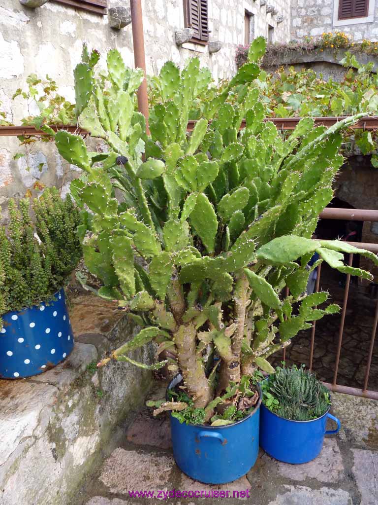 4812: Carnival Dream - Dubrovnik, Croatia - Country Home in Konavle - Croatian Cacti