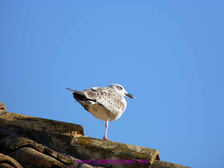 4931: Carnival Dream - Dubrovnik, Croatia -  Walking the Wall - lazy bird