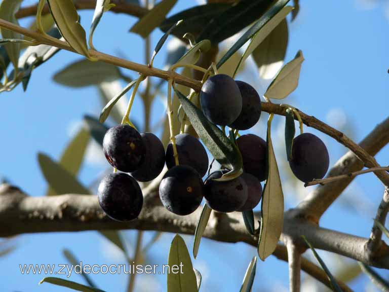 6426: Carnival Dream, Livorno - Beautiful Tuscany - San Gimignano