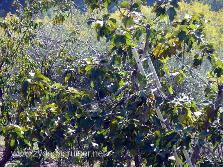 6431: Carnival Dream, Livorno - Beautiful Tuscany - San Gimignano