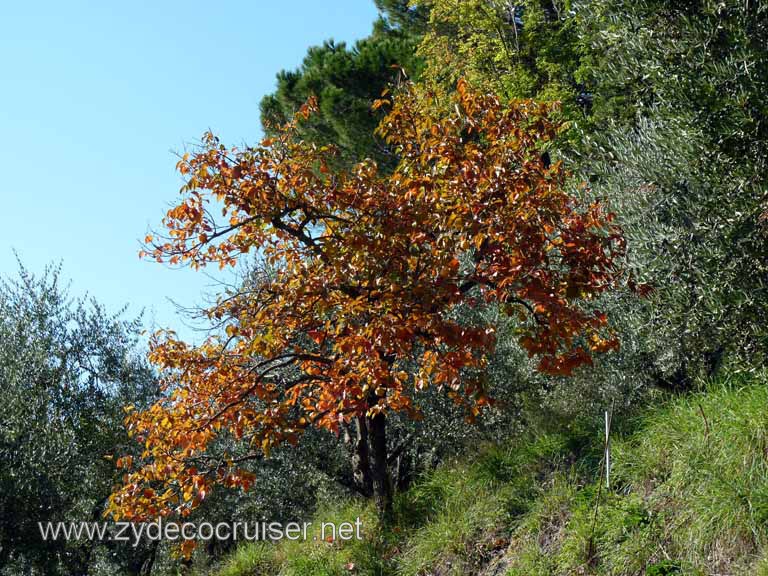 6565: Carnival Dream, Livorno - Beautiful Tuscany - Sovestro in Poggio