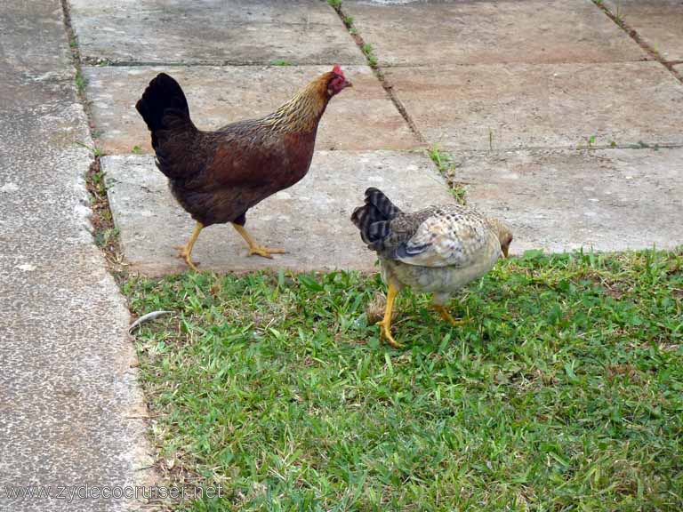 2711: Chickens, Pretty Bird, Royal Naval Dockyards, Bermuda