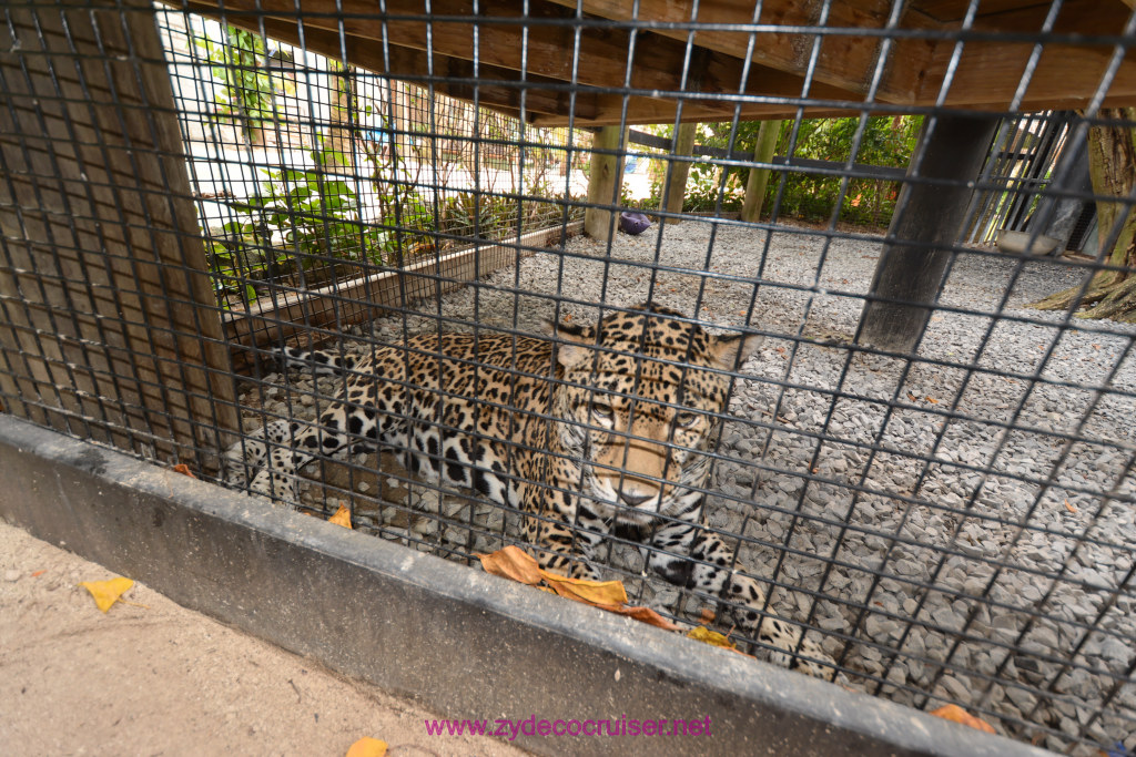 026: Carnival Dream Cruise, Roatan, Little French Key, 