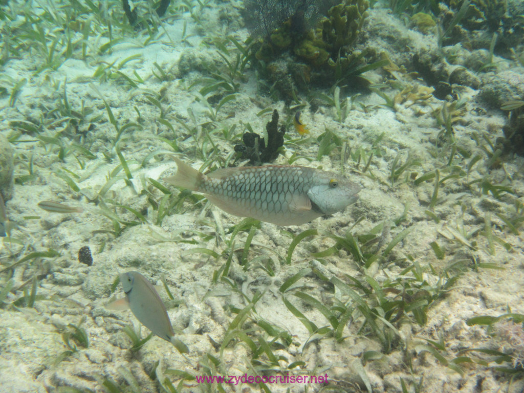 095: Carnival Dream Cruise, Belize, 