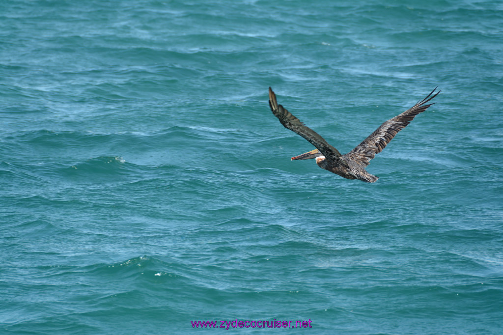 222: Carnival Dream Reposition Cruise, Aruba, Jolly Pirates, Afternoon Aruba Snorkeling, Pelican, 