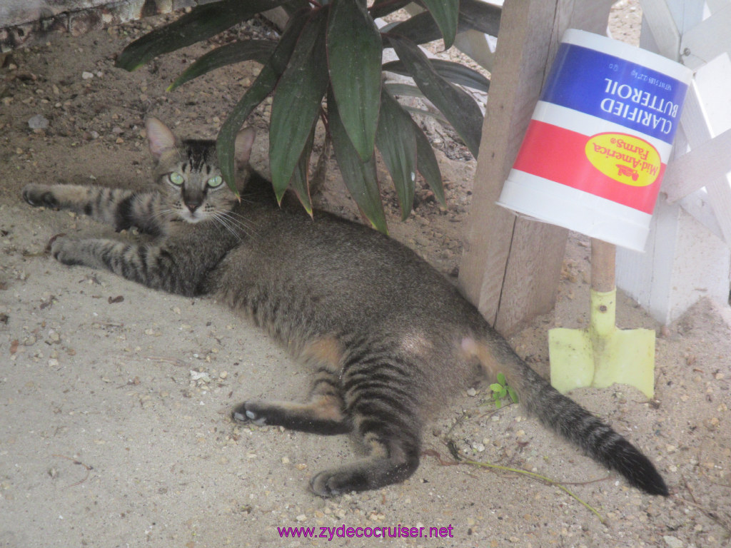 180: Carnival Dream Reposition Cruise, Grand Cayman, Native Way Rays, Reef, and Rum Point Tour, Rum Point, I found a cat! Great eyes.