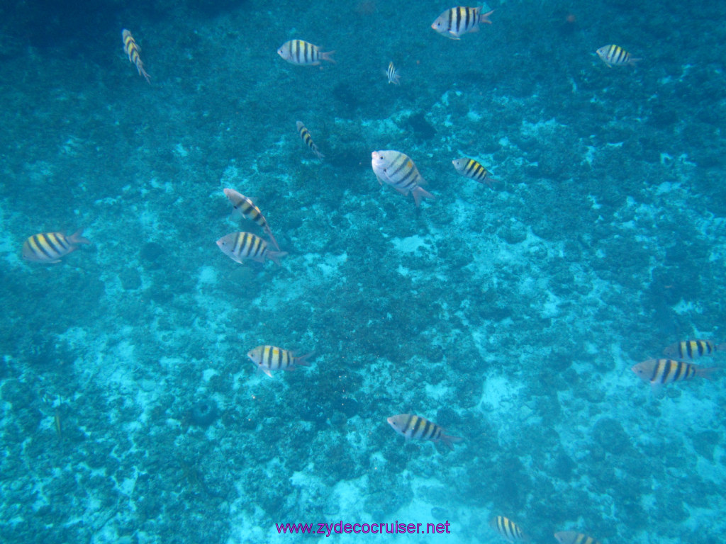 018: Carnival Dream Reposition Cruise, Cozumel, Catamaran Sail and Snorkel, 