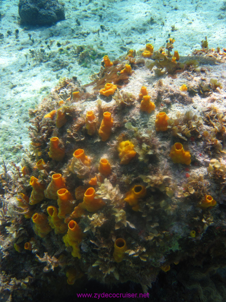 044: Carnival Elation Cruise, Cozumel, Two Reef Snorkeling by Boat, 