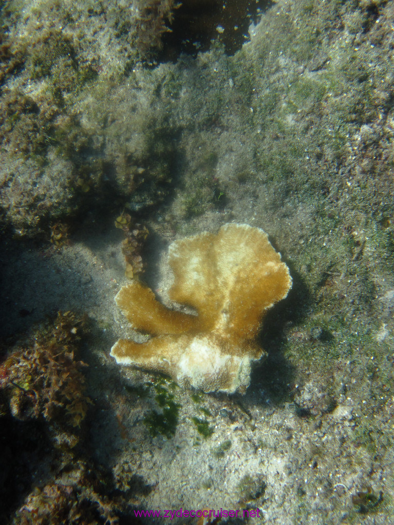 051: Carnival Elation Cruise, Cozumel, Two Reef Snorkeling by Boat, 