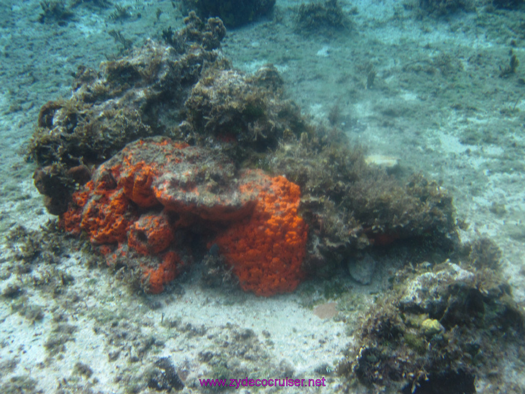 052: Carnival Elation Cruise, Cozumel, Two Reef Snorkeling by Boat, 