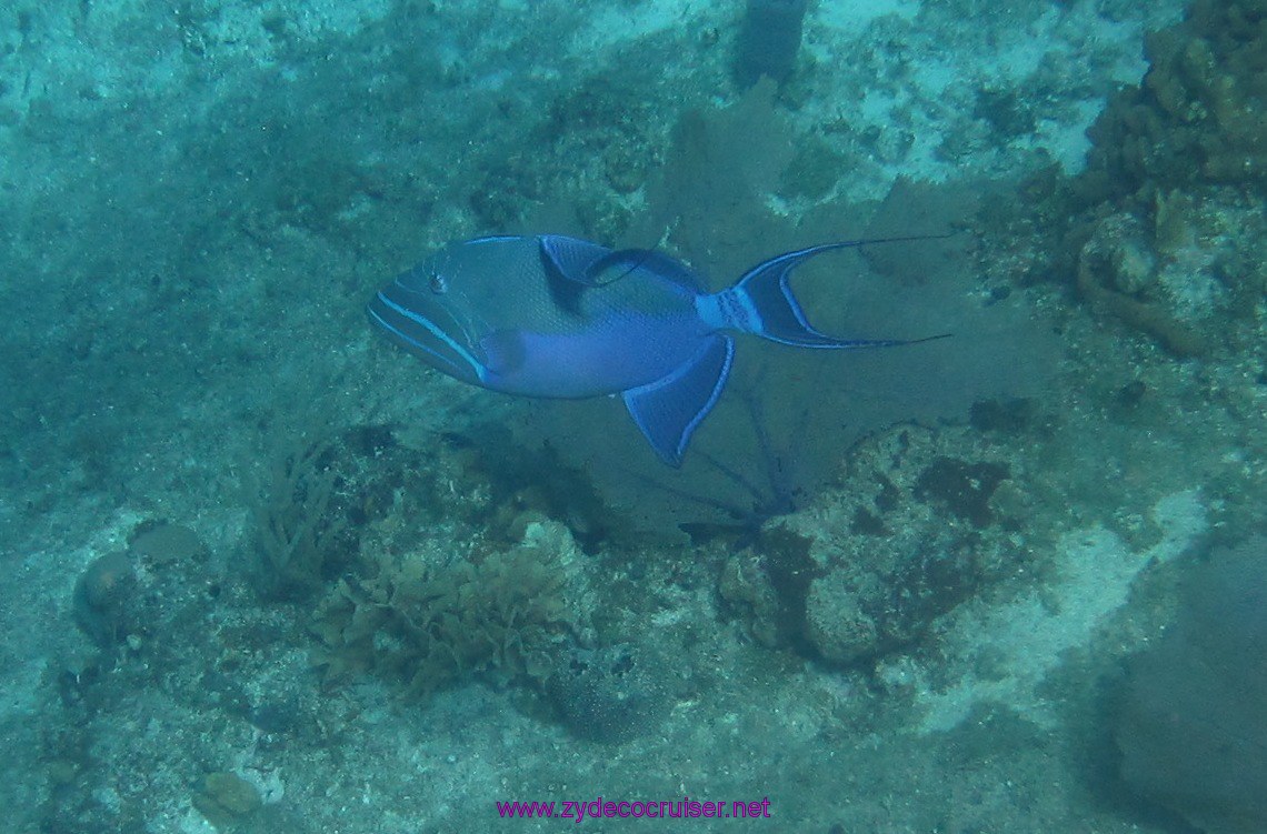 056: Carnival Elation Cruise, Cozumel, Two Reef Snorkeling by Boat, 