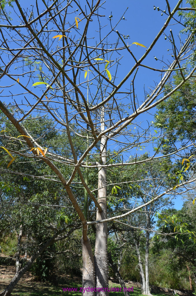 062: Carnival Elation, Progreso, Uxmal, Kapok tree