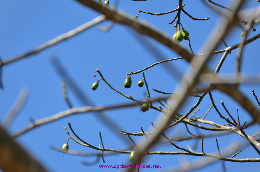 063: Carnival Elation, Progreso, Uxmal, Kapok Tree