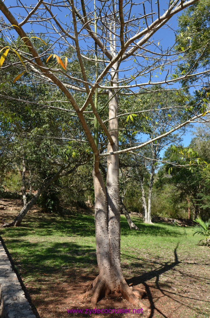 064: Carnival Elation, Progreso, Uxmal, Kapok tree