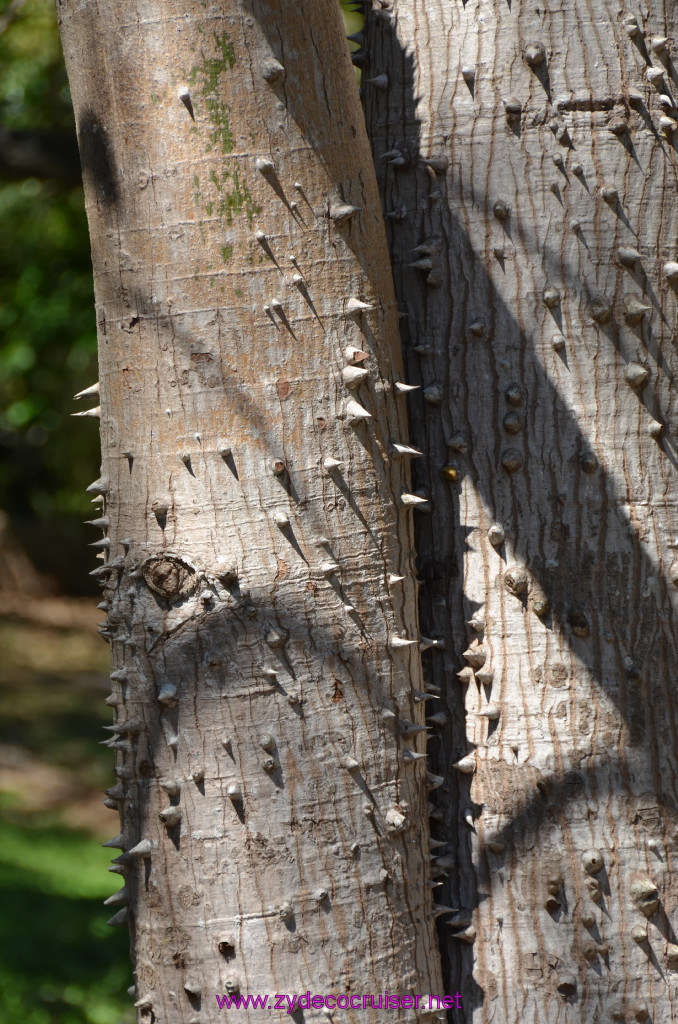 065: Carnival Elation, Progreso, Uxmal, Female Kapok Tree