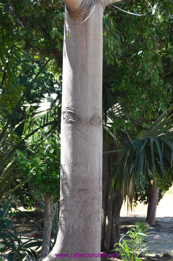 072: Carnival Elation, Progreso, Uxmal, Male Kapok Tree