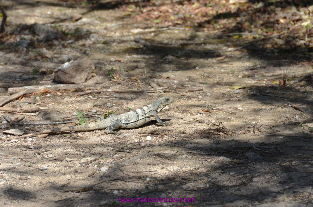 083: Carnival Elation, Progreso, Uxmal, Iguana