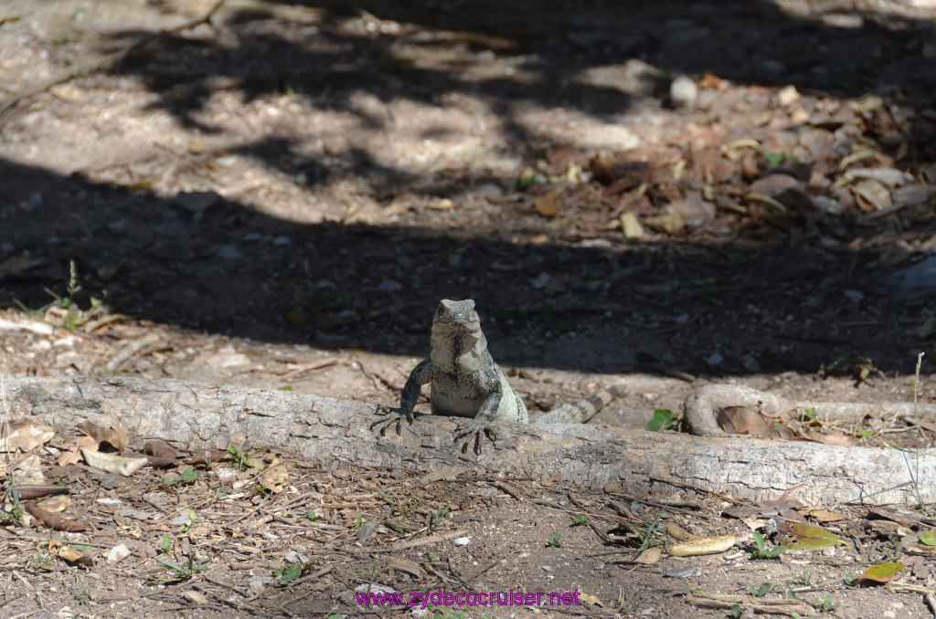 089: Carnival Elation, Progreso, Uxmal, Iguana