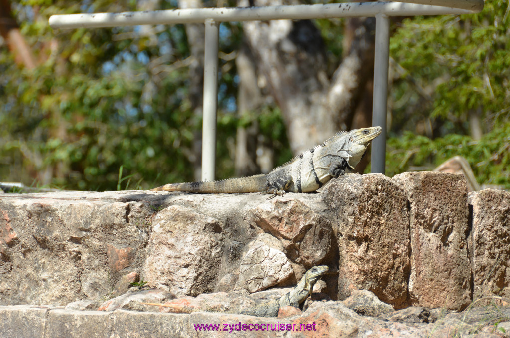 098: Carnival Elation, Progreso, Uxmal, Iguanas