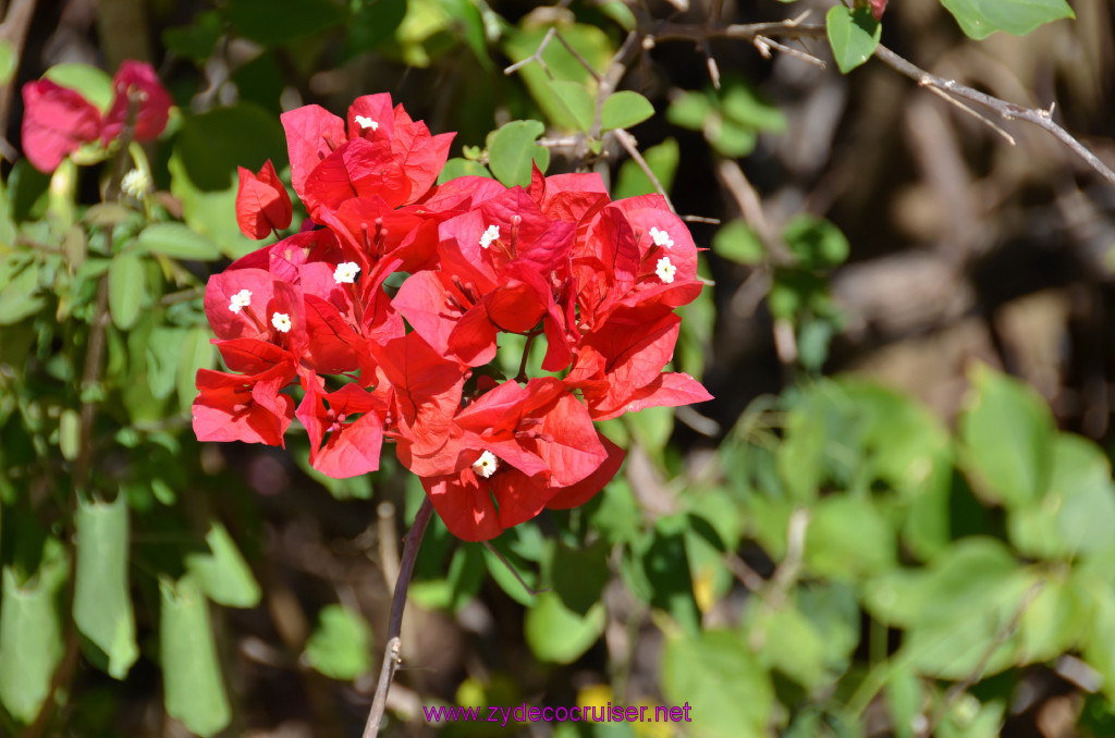 267: Carnival Elation, Progreso, Uxmal, 