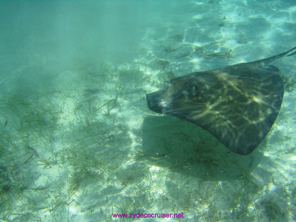 208: Carnival Elation 2004 Cruise, Belize, Shark Ray Alley and Caye Caulker, 