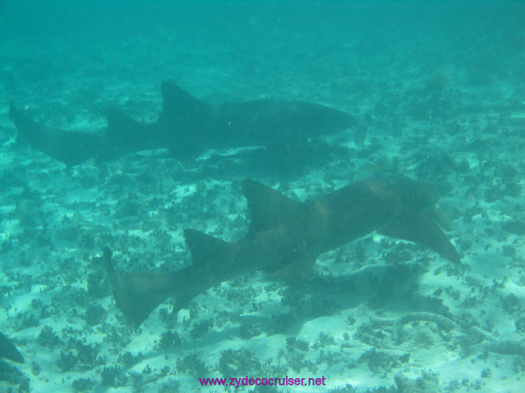 210: Carnival Elation 2004 Cruise, Belize, Shark Ray Alley and Caye Caulker, 