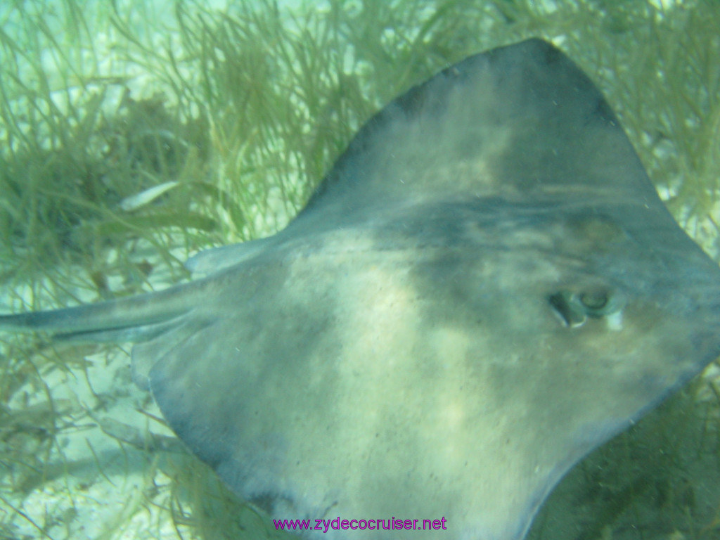 211: Carnival Elation 2004 Cruise, Belize, Shark Ray Alley and Caye Caulker, 