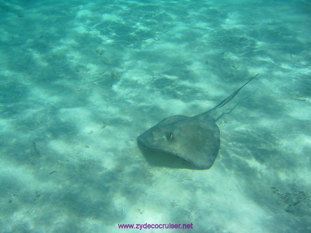 215: Carnival Elation 2004 Cruise, Belize, Shark Ray Alley and Caye Caulker, 