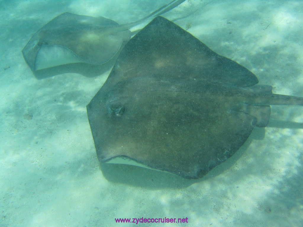 219: Carnival Elation 2004 Cruise, Belize, Shark Ray Alley and Caye Caulker, 