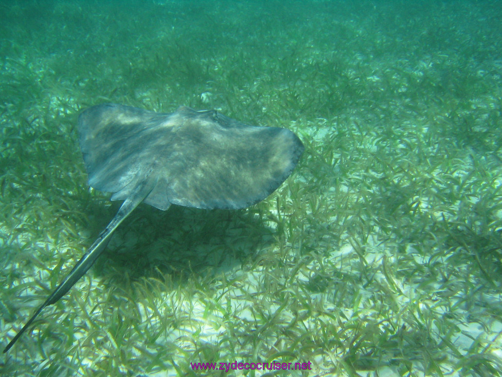 221: Carnival Elation 2004 Cruise, Belize, Shark Ray Alley and Caye Caulker, 