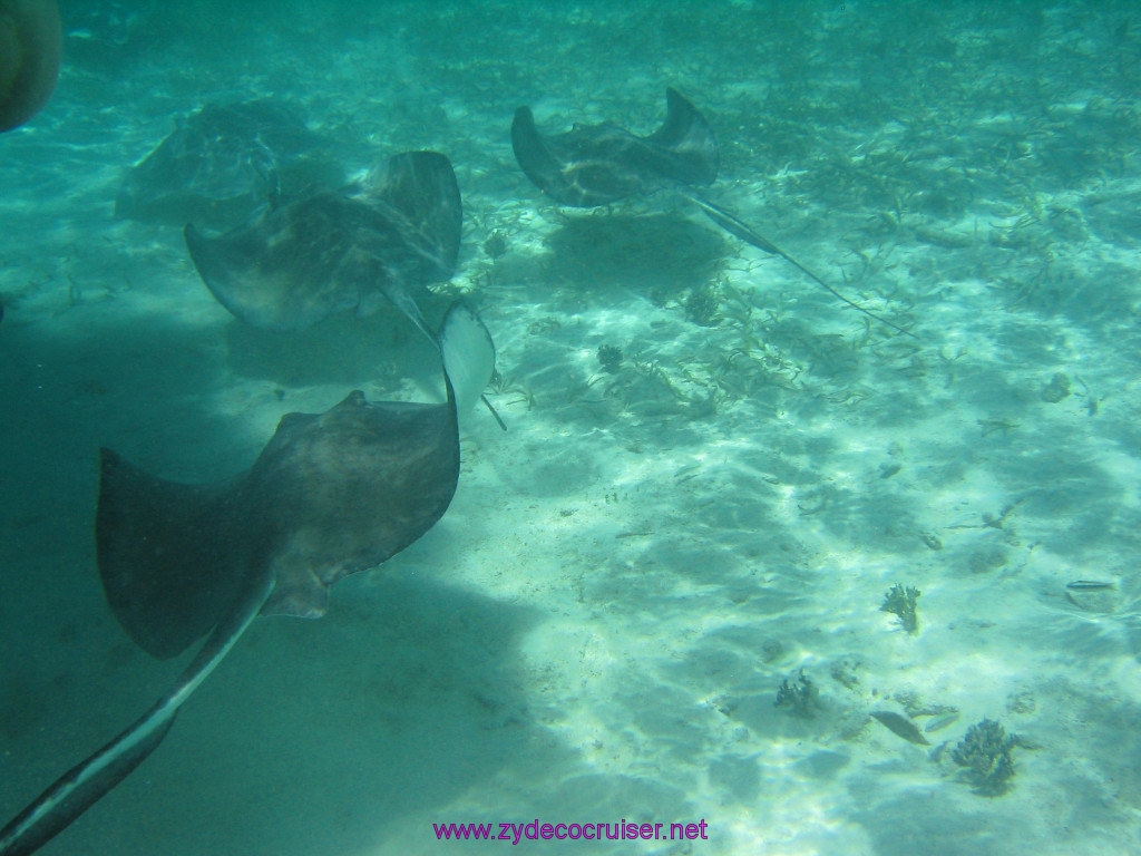 235: Carnival Elation 2004 Cruise, Belize, Shark Ray Alley and Caye Caulker, 