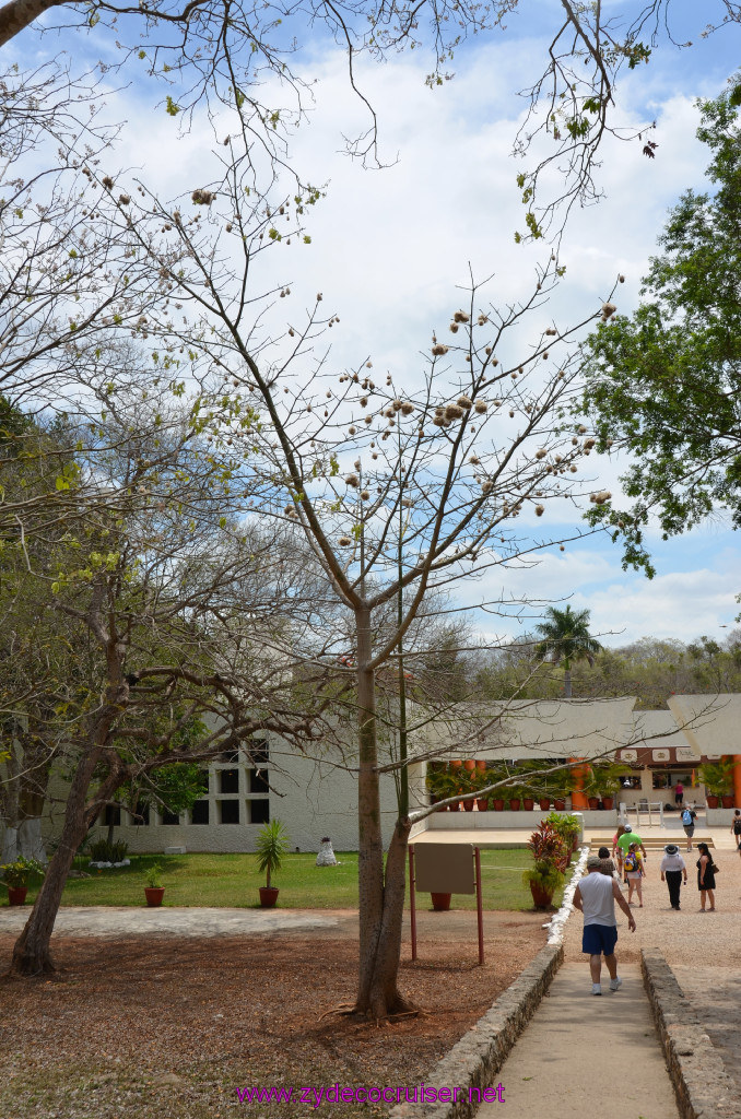 107: Carnival Elation Cruise, Progreso, Uxmal Mayan Ruins, 