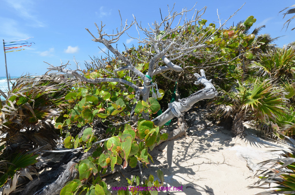 109: Carnival Elation Cruise, Cozumel, Cozumel Bar Hop, Coconuts, 