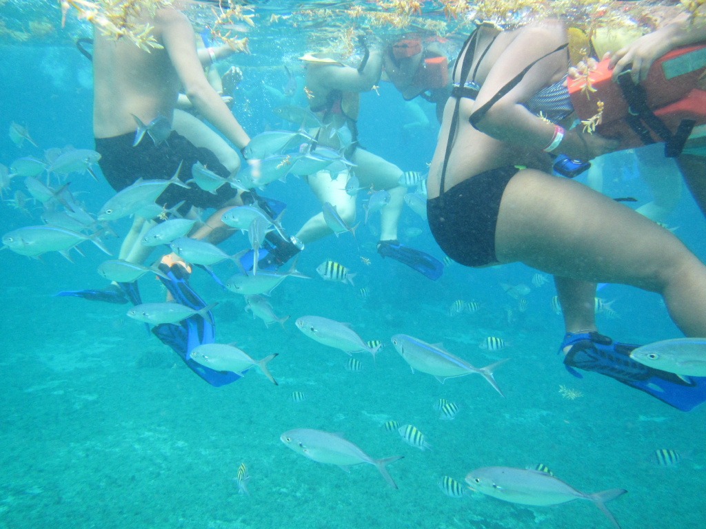 007: Carnival Elation Cruise, Cozumel, Deluxe Beach Catamaran Sail and Snorkel,