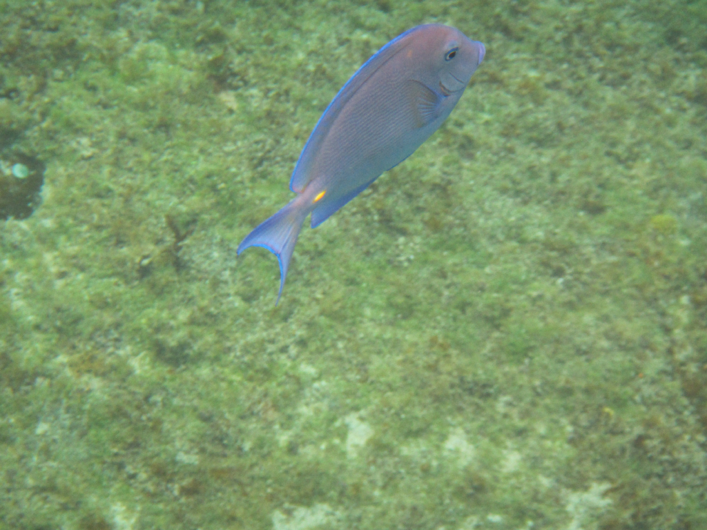 010: Carnival Elation Cruise, Cozumel, Deluxe Beach Catamaran Sail and Snorkel,