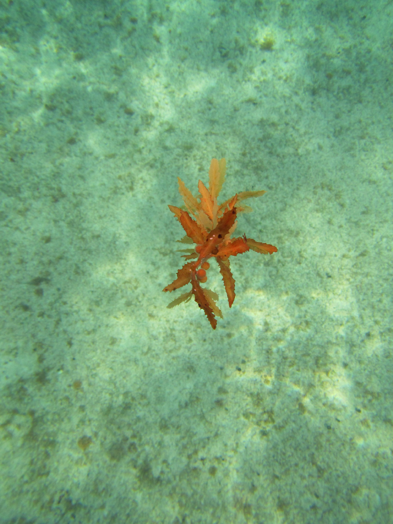 040: Carnival Elation Cruise, Cozumel, Deluxe Beach Catamaran Sail and Snorkel,