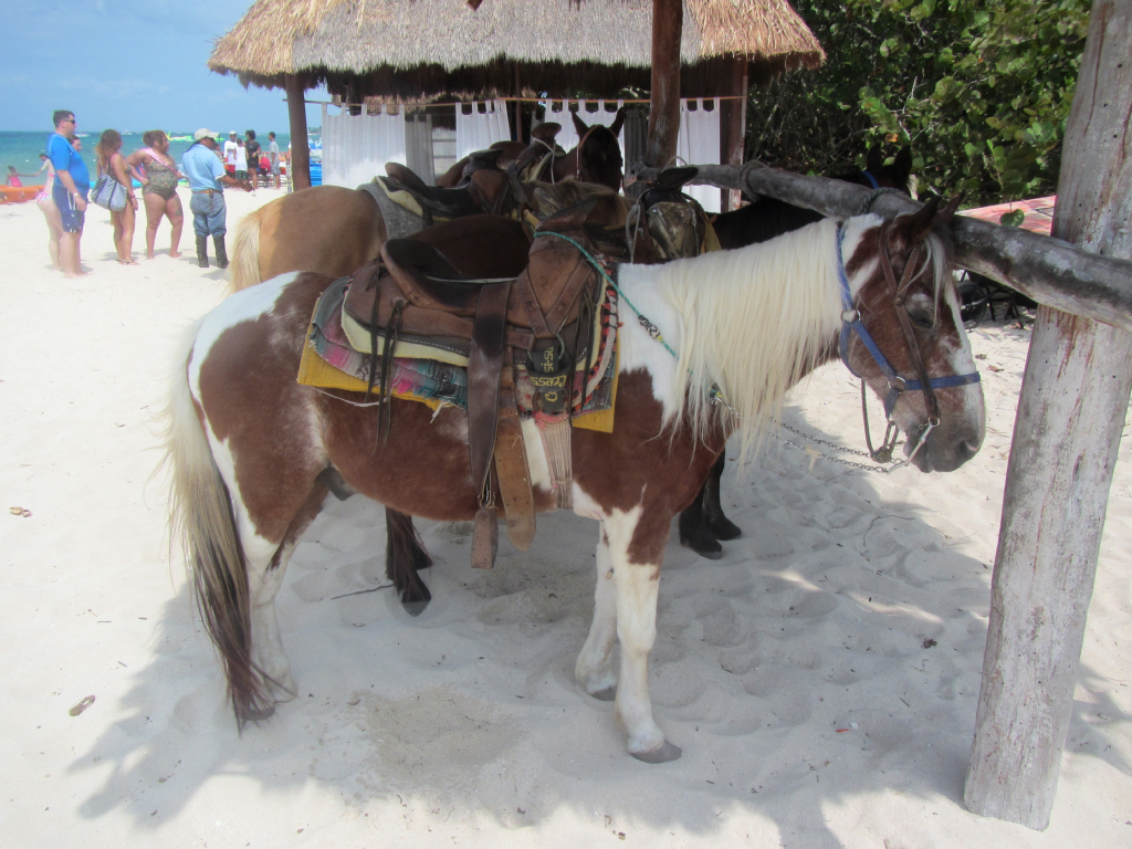 049: Carnival Elation Cruise, Cozumel, Deluxe Beach Catamaran Sail and Snorkel,