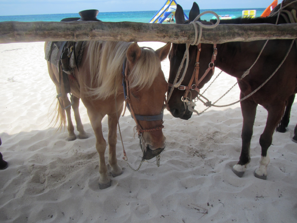 051: Carnival Elation Cruise, Cozumel, Deluxe Beach Catamaran Sail and Snorkel,