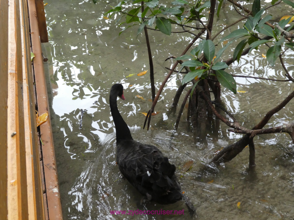 051: Carnival Fantasy Cruise, Roatan, Little French Key, 