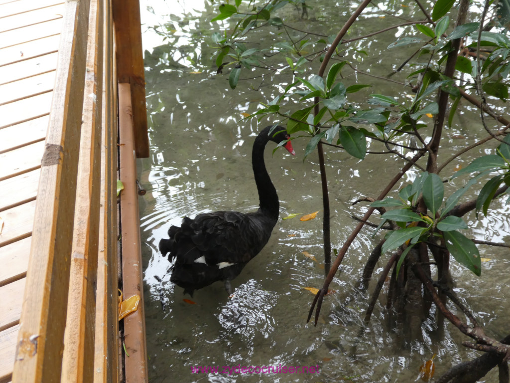 052: Carnival Fantasy Cruise, Roatan, Little French Key, 