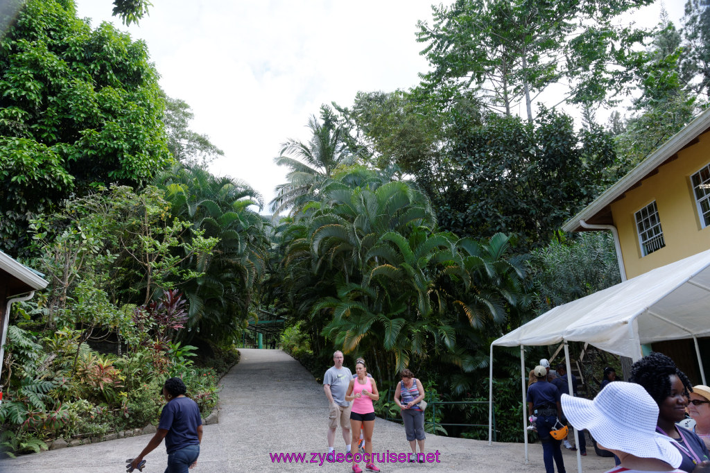 054: Carnival Freedom Reposition Cruise, St Lucia, Rain Forest Aerial Tram Adventure, 