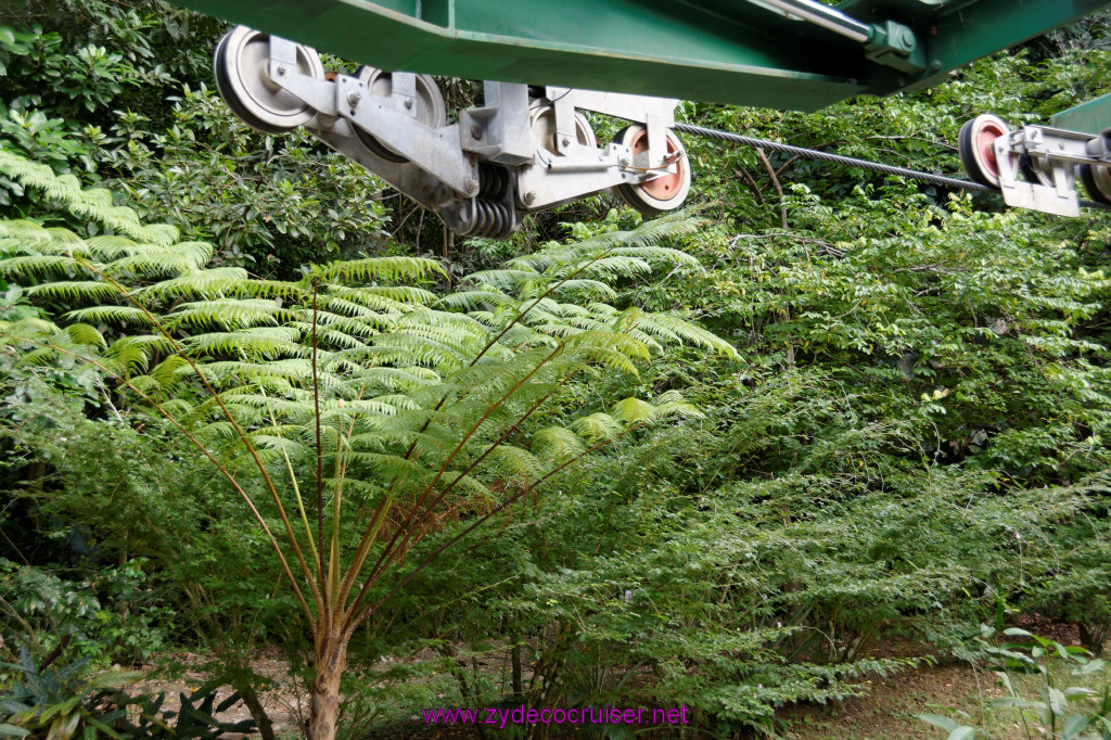 062: Carnival Freedom Reposition Cruise, St Lucia, Rain Forest Aerial Tram Adventure, 