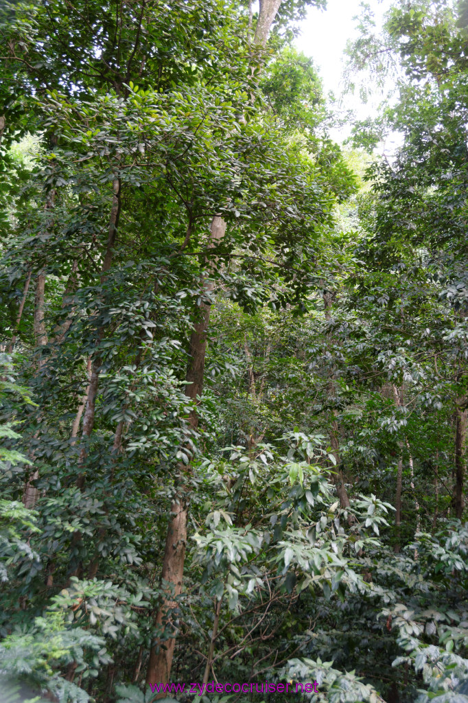 078: Carnival Freedom Reposition Cruise, St Lucia, Rain Forest Aerial Tram Adventure, 