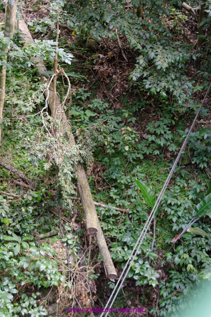 083: Carnival Freedom Reposition Cruise, St Lucia, Rain Forest Aerial Tram Adventure, 