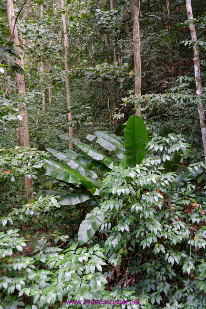 086: Carnival Freedom Reposition Cruise, St Lucia, Rain Forest Aerial Tram Adventure, 