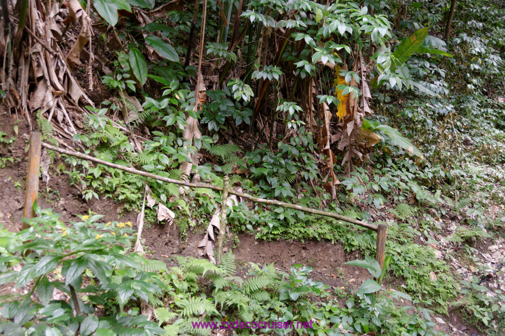 089: Carnival Freedom Reposition Cruise, St Lucia, Rain Forest Aerial Tram Adventure, 