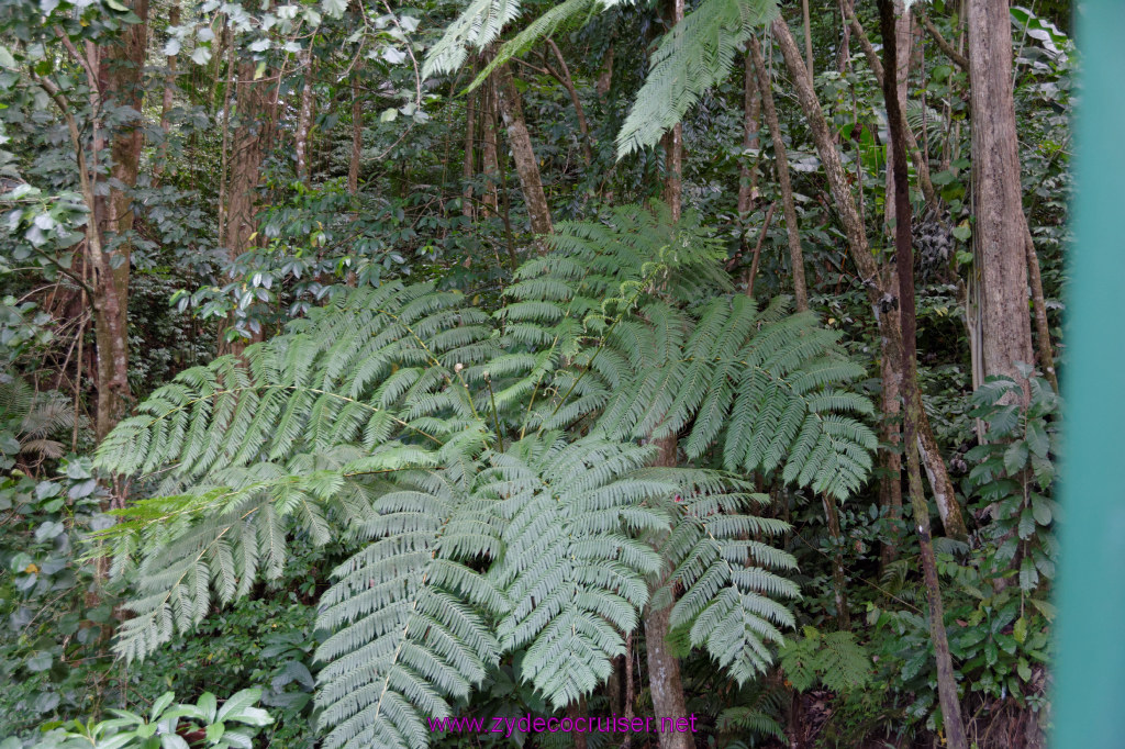 093: Carnival Freedom Reposition Cruise, St Lucia, Rain Forest Aerial Tram Adventure, 