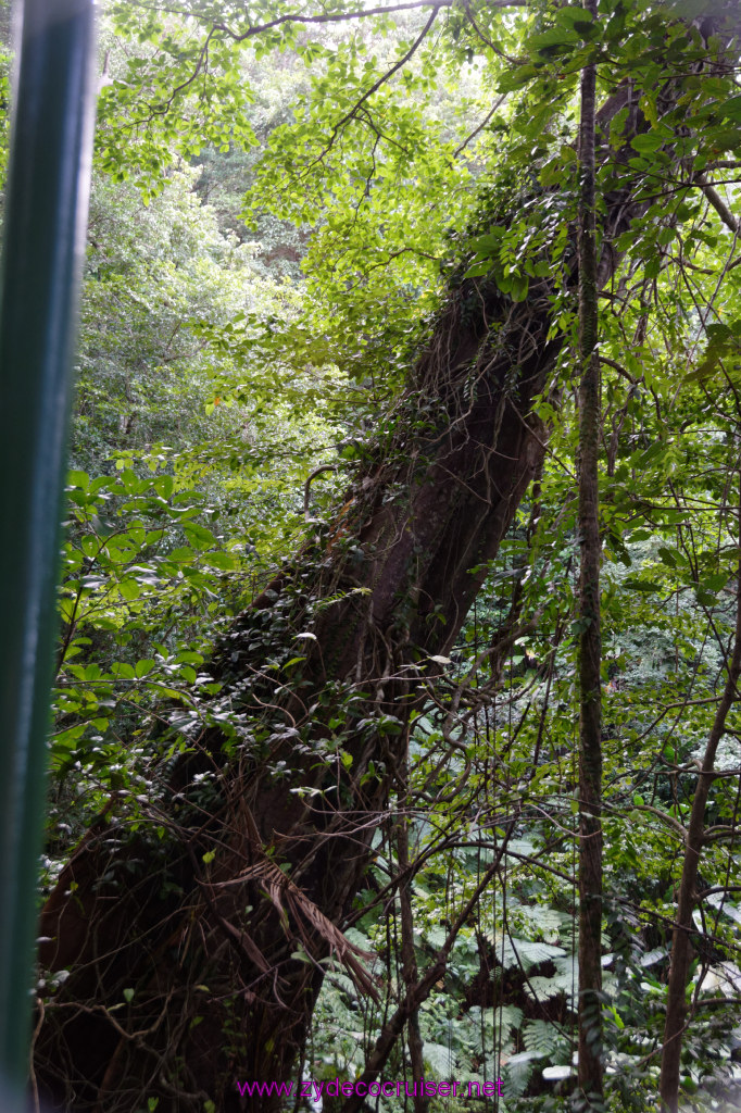 095: Carnival Freedom Reposition Cruise, St Lucia, Rain Forest Aerial Tram Adventure, 