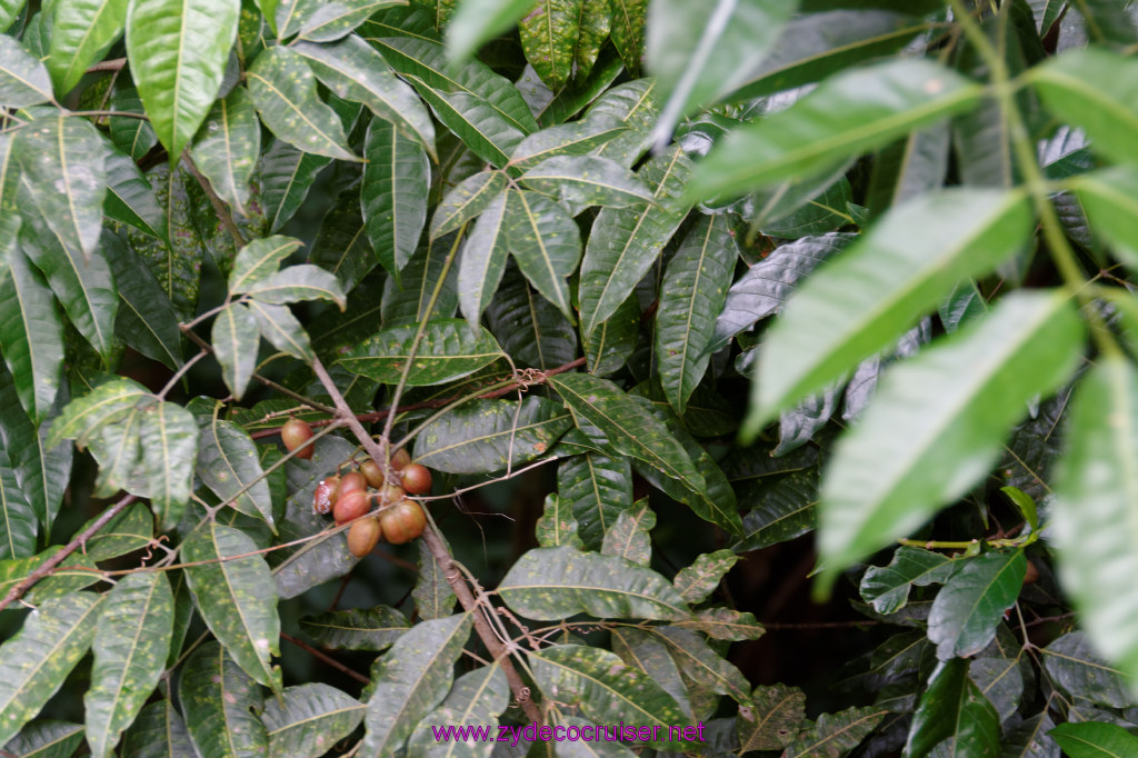 097: Carnival Freedom Reposition Cruise, St Lucia, Rain Forest Aerial Tram Adventure, 